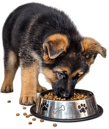 Puppy eating